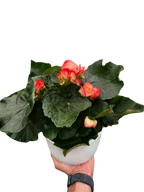Begonia 'Reiger'