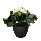 Begonia 'Reiger'