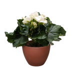 Begonia 'Reiger'