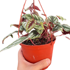 Begonia Rex Vine - 6" Pot