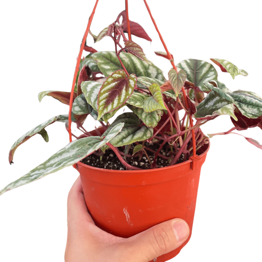 Begonia Rex Vine — 6-Inch Pot