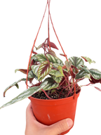 Begonia Rex Vine - 6" Pot