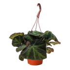 Begonia 'Soli Mutata'