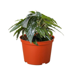 Begonia 'White Ice'