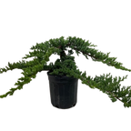 Bonsai Juniper