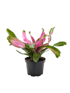 Bromeliad 'Donna'