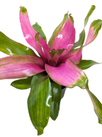 Bromeliad 'Donna'
