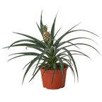Bromeliad 'Yellow Pineapple' - 6" Pot