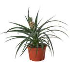 Bromeliad 'Yellow Pineapple' - 6" Pot