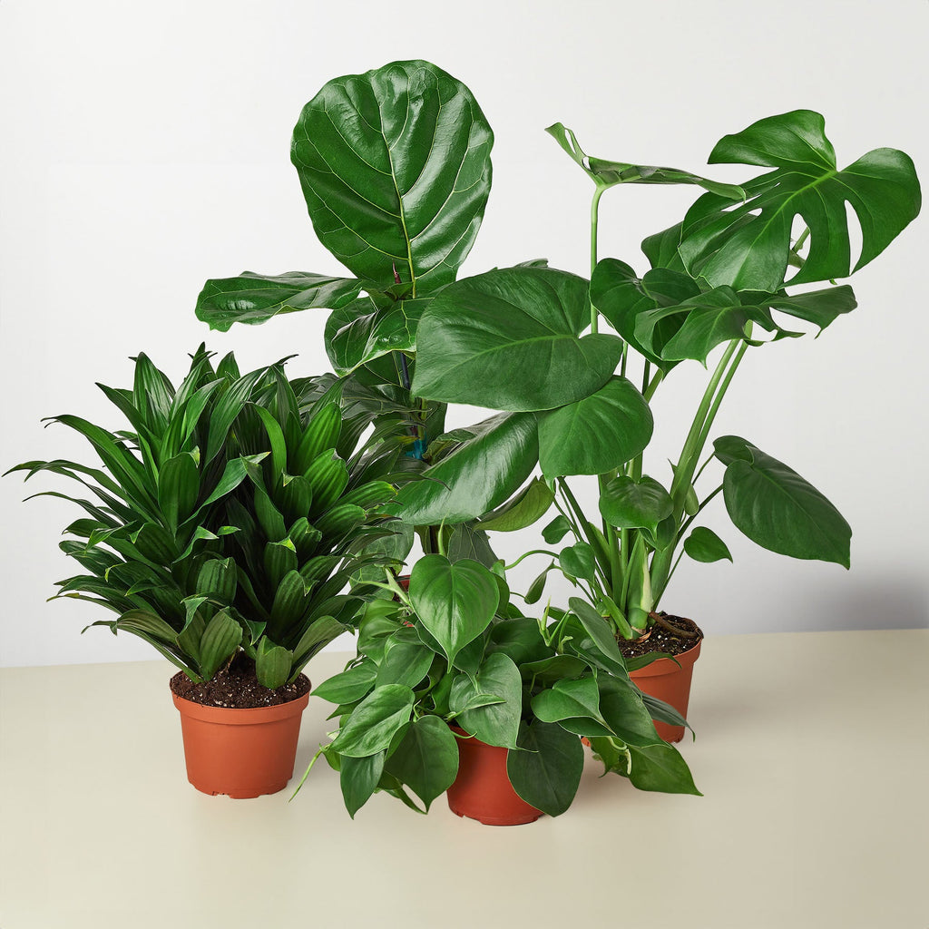 Indoor Jungle Bundle — Four Plants