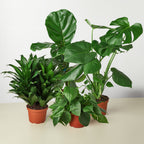 Indoor Jungle Bundle — Four Plants