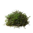 Calasia Repens
