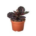 Dottie Calathea — Pink-Ringed Prayer Plant