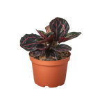 Dottie Calathea — Pink-Ringed Prayer Plant live plant