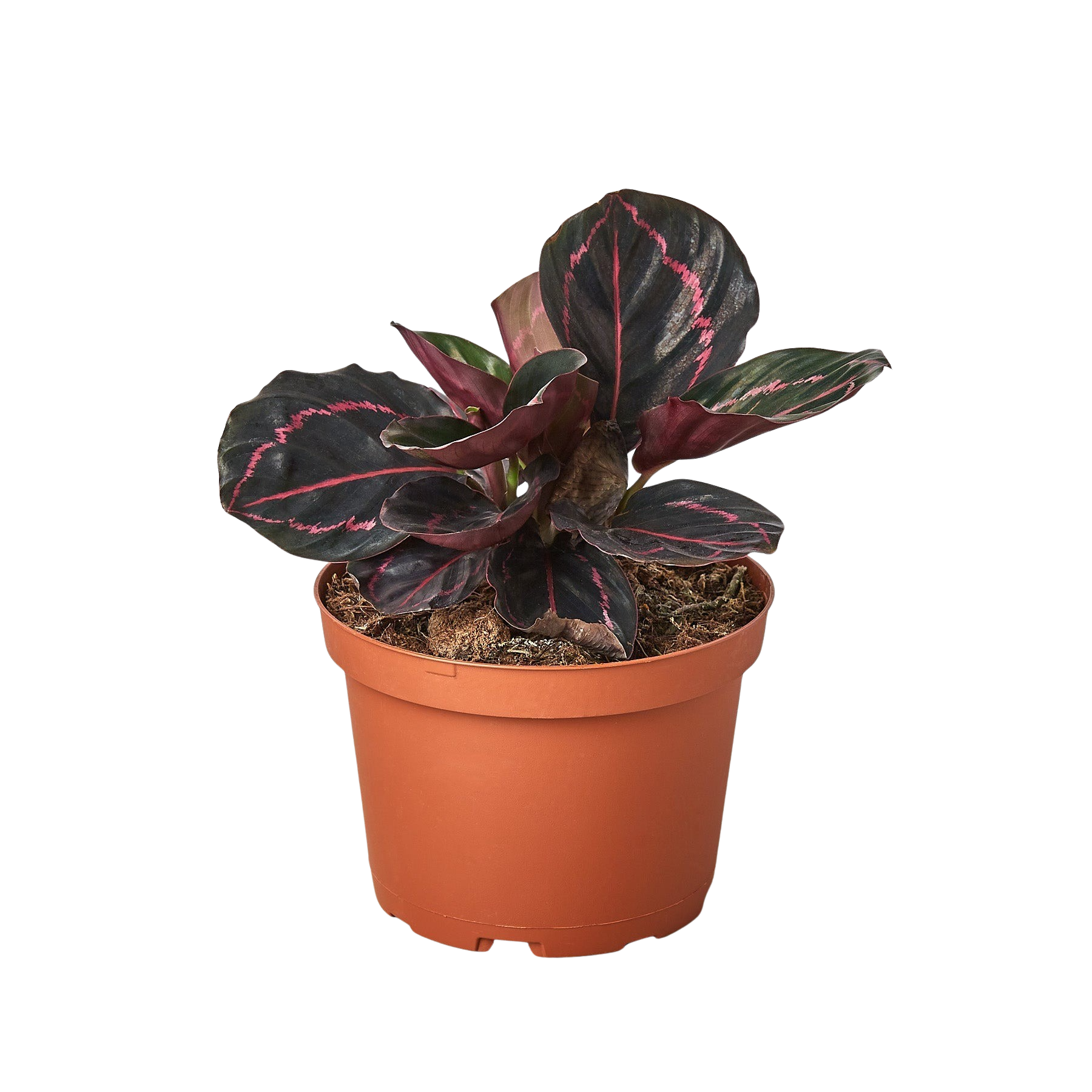 Dottie Calathea — Pink-Ringed Prayer Plant live plant
