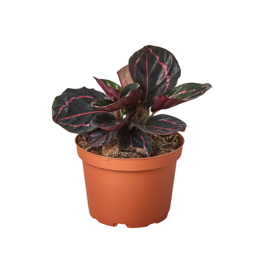 Dottie Calathea — Pink-Ringed Prayer Plant