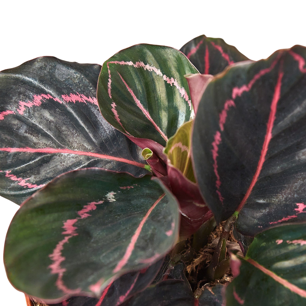 Dottie Calathea — Pink-Ringed Prayer Plant live plant