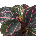 Dottie Calathea — Pink-Ringed Prayer Plant live plant