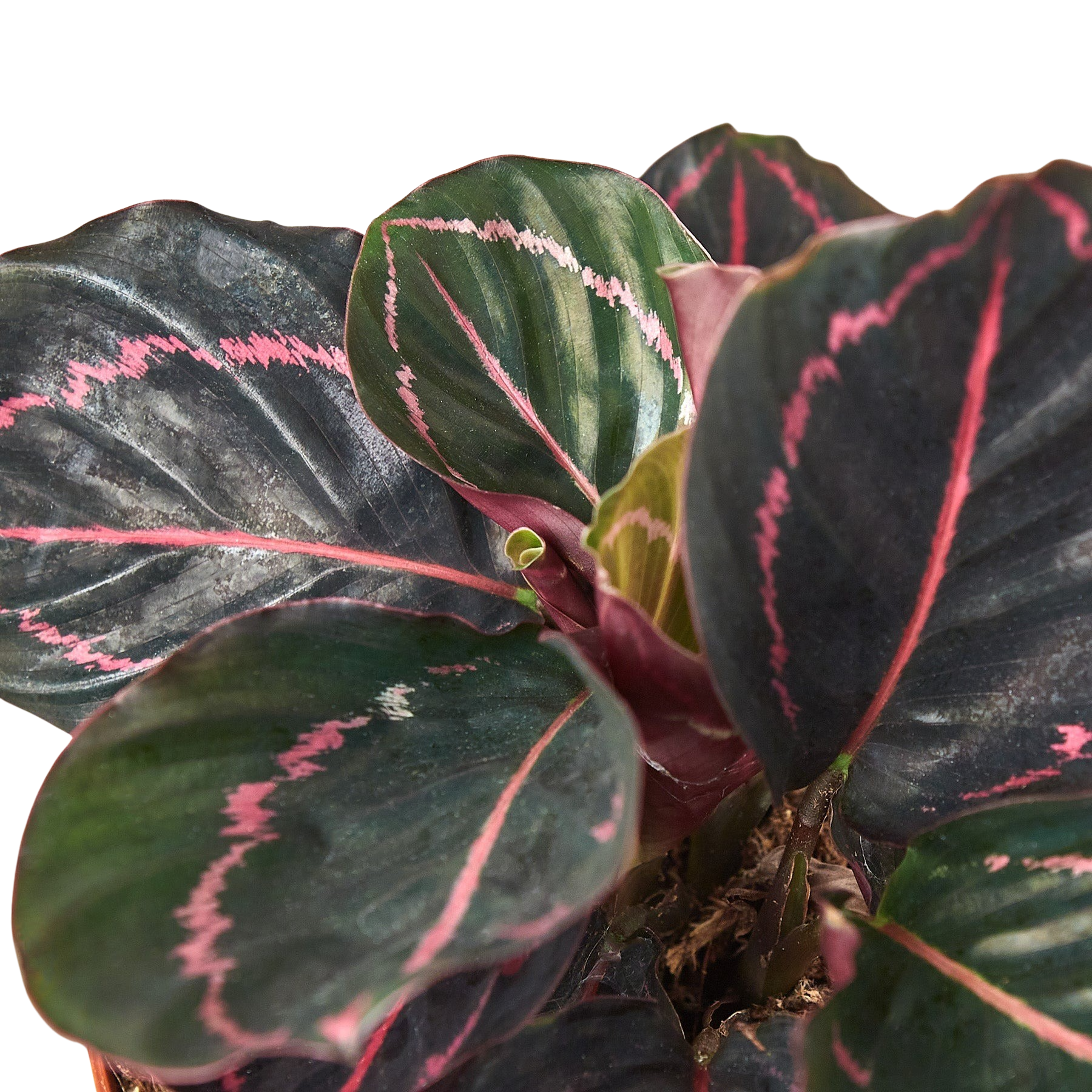 Dottie Calathea — Pink-Ringed Prayer Plant live plant