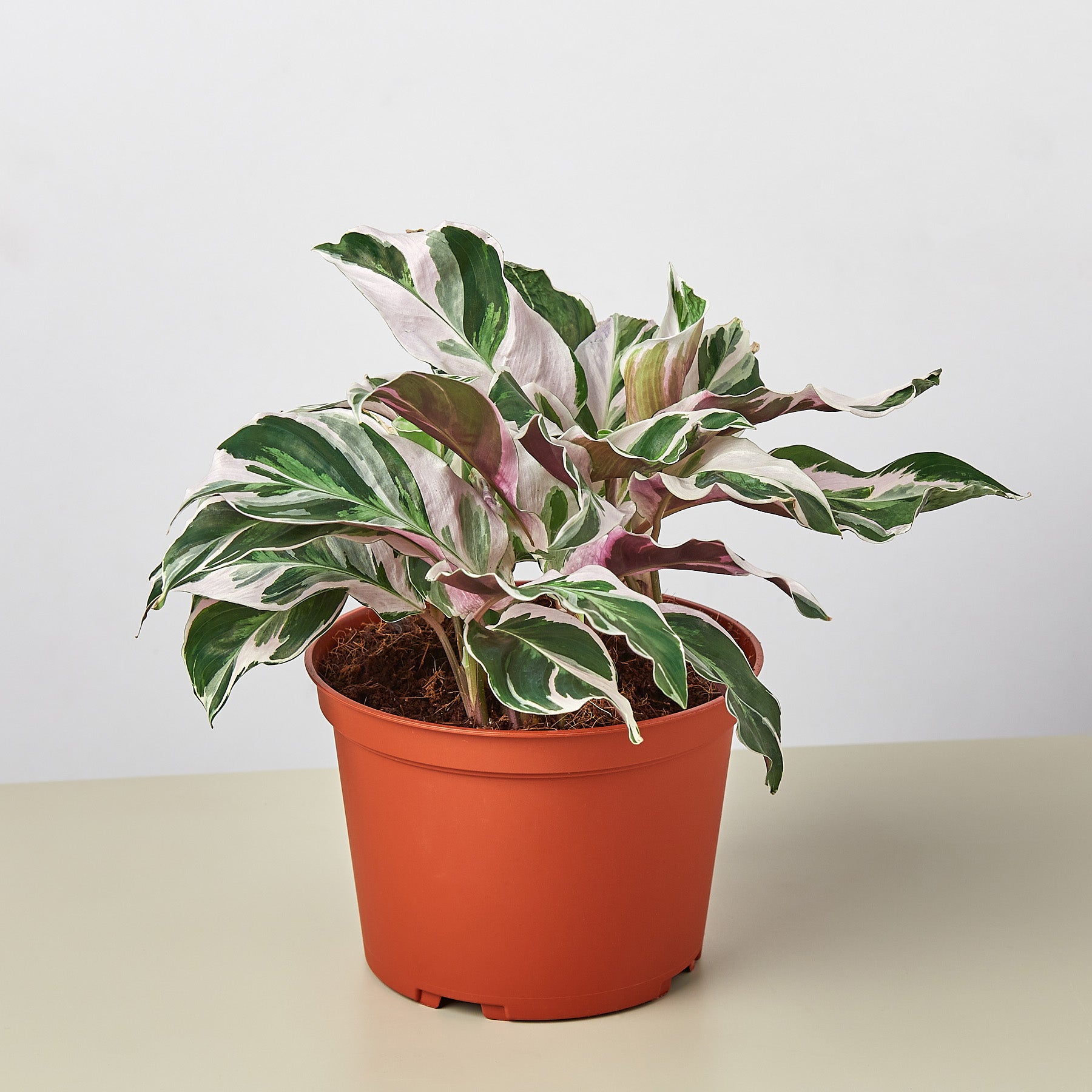 Calathea White Fusion — Variegated Prayer Plant live plant