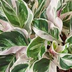 Calathea White Fusion — Variegated Prayer Plant live plant