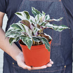 Calathea White Fusion — Variegated Prayer Plant live plant