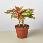 Chinese Evergreen 'Red Siam'