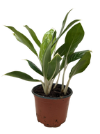 Chinese Evergreen 'Snow Cap'