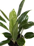 Chinese Evergreen 'Snow Cap'