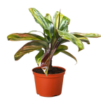 Cordyline Willies Gold
