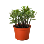 Succulent Crassula 'Jade'