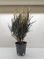 Picasso's Paintbrush Croton — Colorful Foliage live plant