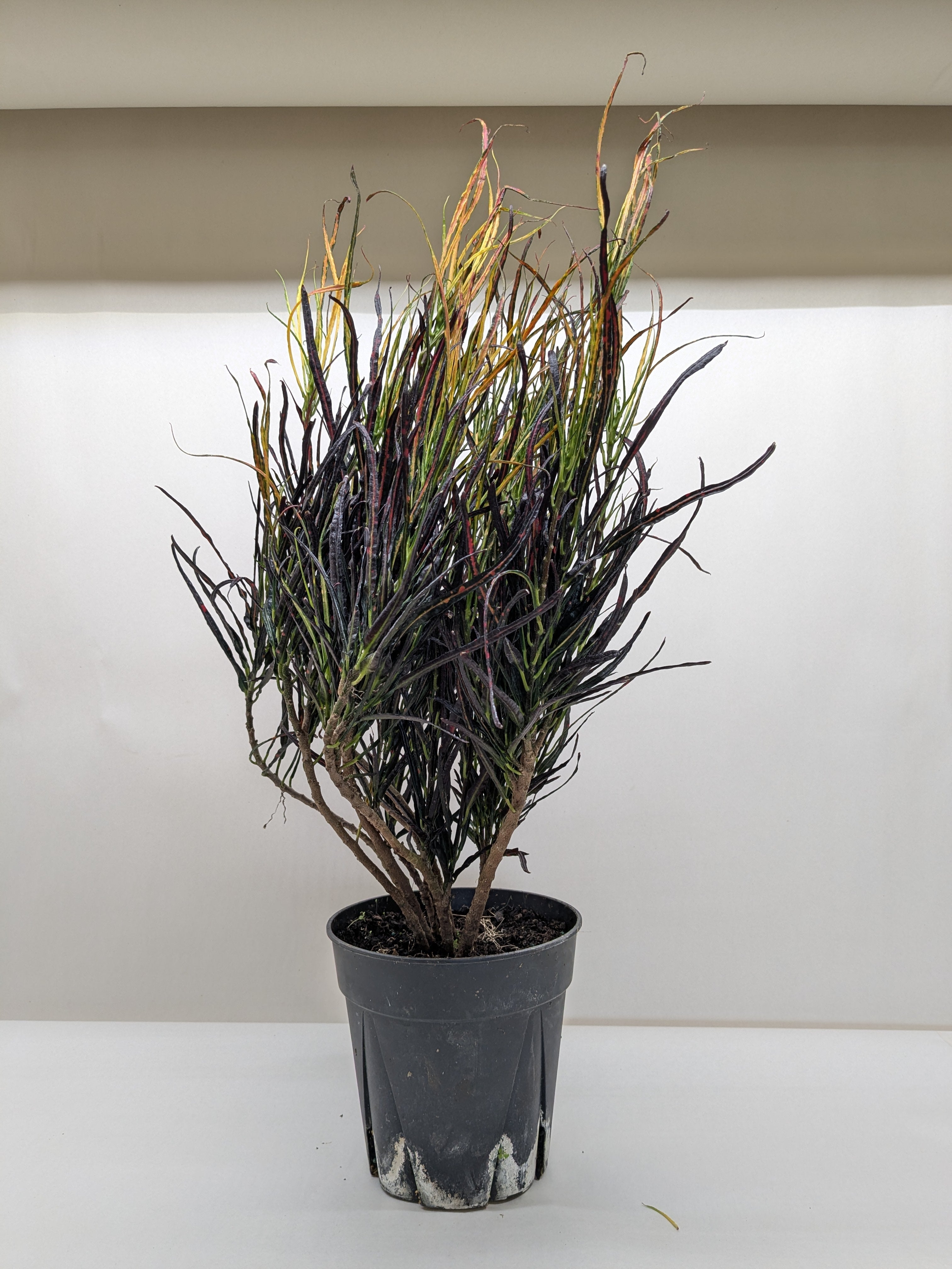 Picasso's Paintbrush Croton — Colorful Foliage live plant