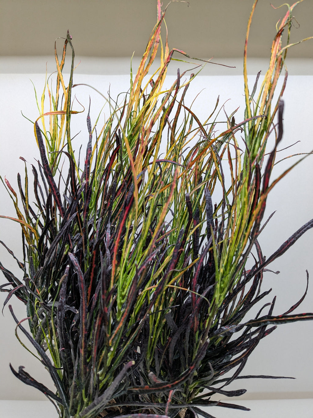 Picasso's Paintbrush Croton — Colorful Foliage live plant