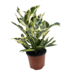 Croton 'Tamara'