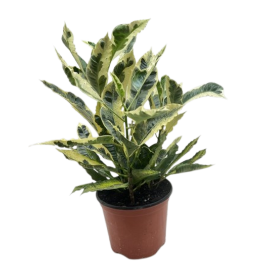Croton 'Tamara'