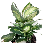 Dieffenbachia 'Cool Beauty'