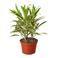 Dracaena 'Song of India' — 6-Inch Pot
