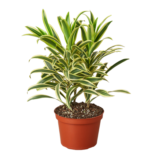 Dracaena 'Song of India' — 6-Inch Pot