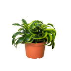 Dracaena Tornado — Compact Easy-Care Houseplant live plant
