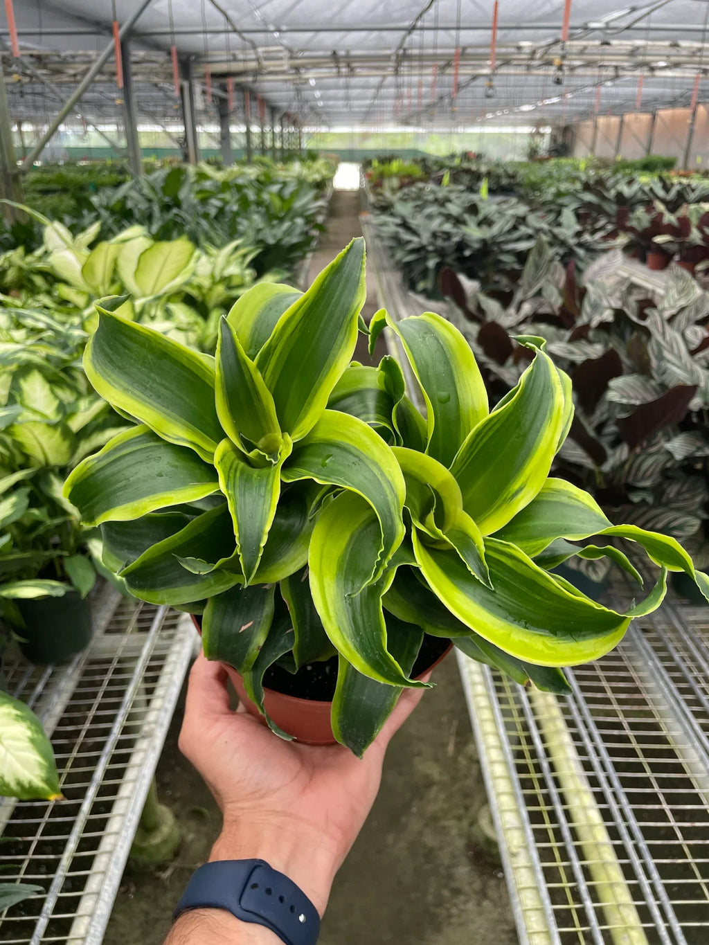Dracaena Tornado — Compact Easy-Care Houseplant live plant