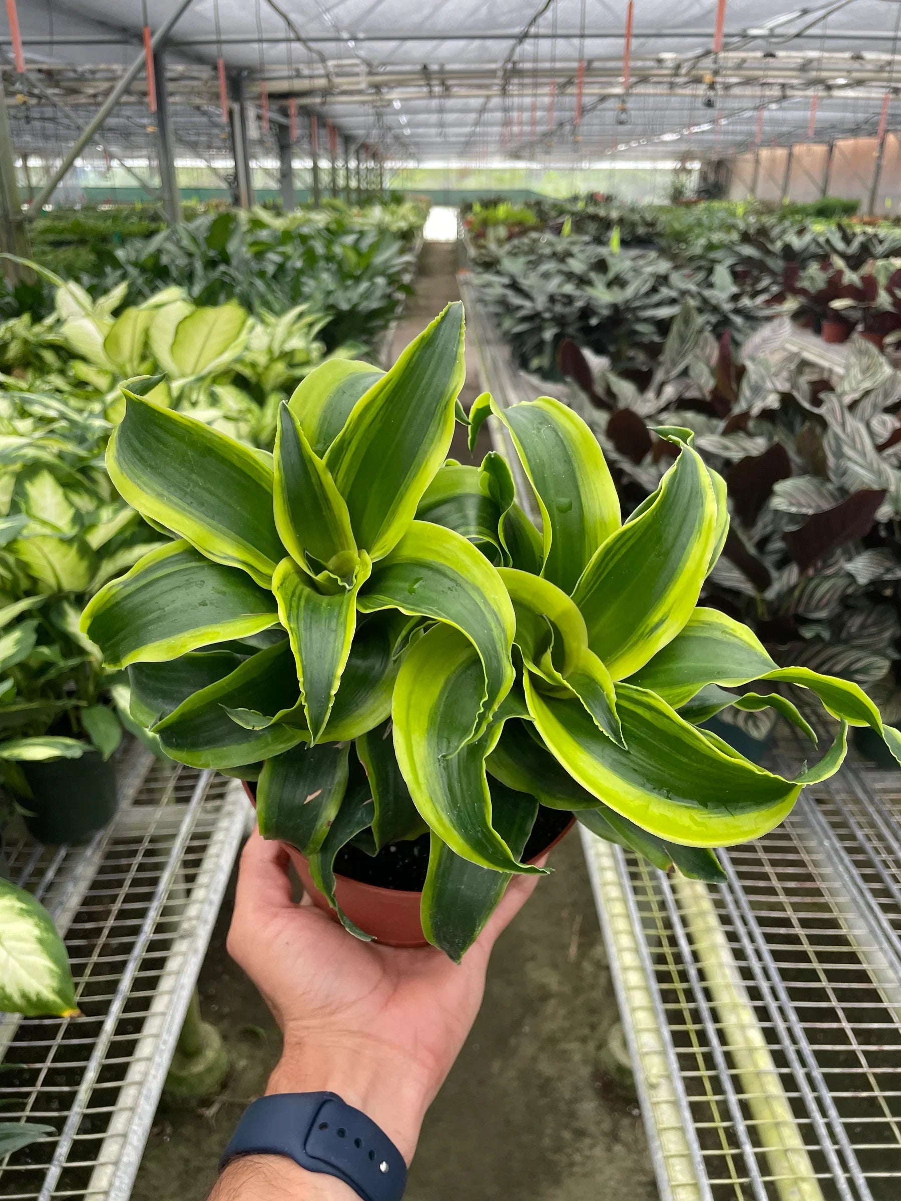 Dracaena Tornado — Compact Easy-Care Houseplant live plant