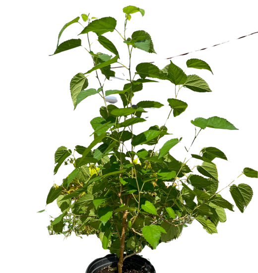 ED Mulberry