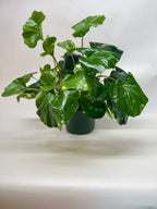 Farfugium Firefly
