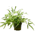 Pteris Cretica 'Albo Fern' — 6-Inch Pot