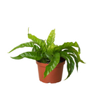 Hurricane Bird's Nest Fern — Spiral Foliage live plant