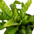 Hurricane Bird's Nest Fern — Spiral Foliage live plant