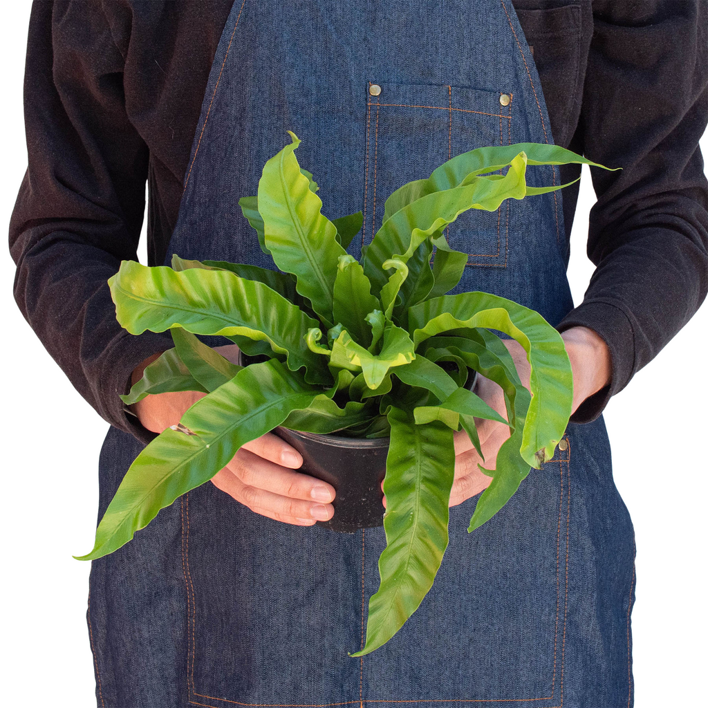 Hurricane Bird's Nest Fern — Spiral Foliage live plant