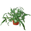 Fern 'Blue Star' — 6-Inch Pot