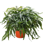 Fern Rosy Maidenhair